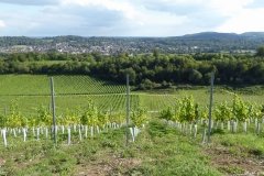 PW05-Guildford-to-Box-Hill-Stepping-Stones-79