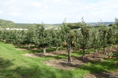 PW15-Chilham-to-Canterbury-8