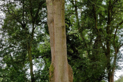 IMG_20210728_105345