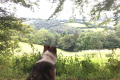 Katy-Dog-IMG_3173