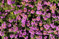 IMG_20210806_152852
